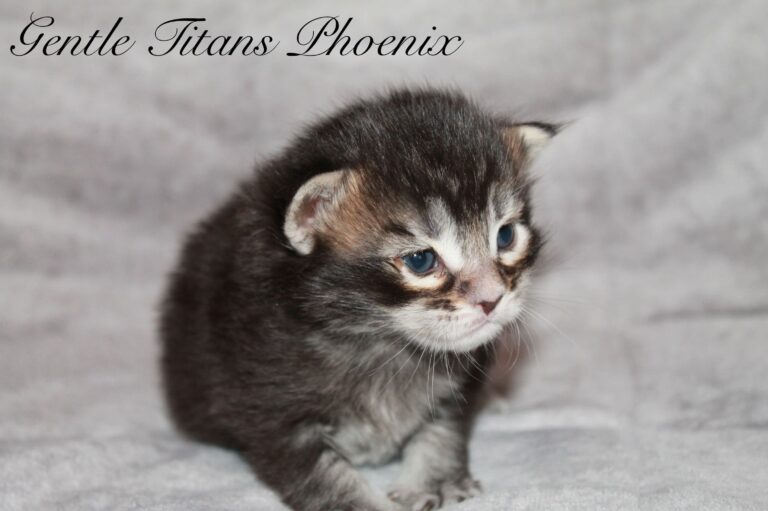 Phoenix 2 veckor