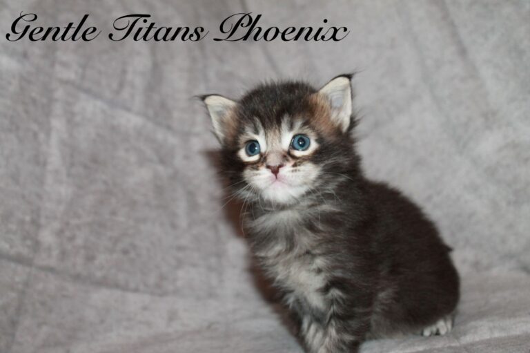 Phoenix 3 veckor