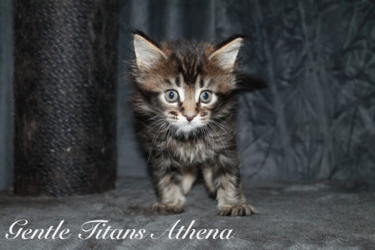 Athena 5 veckor