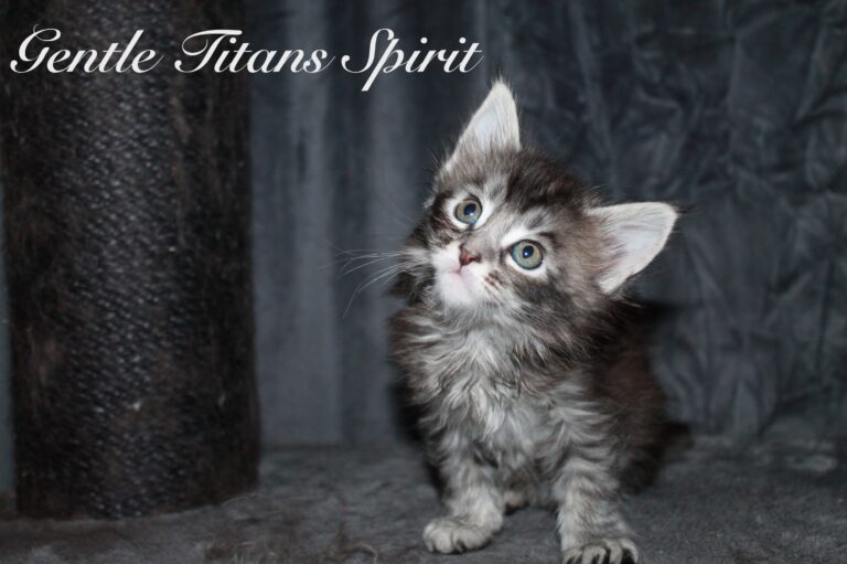 Spirit 5 veckor