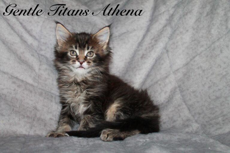Athena 6 veckor