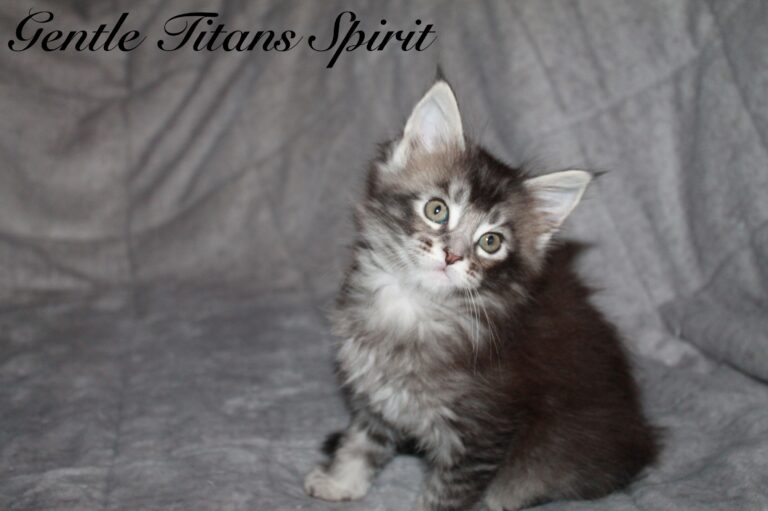 Spirit 6 veckor