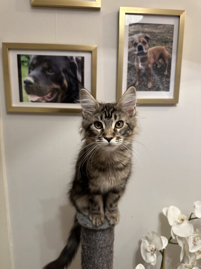 Amazon_Lynx1
