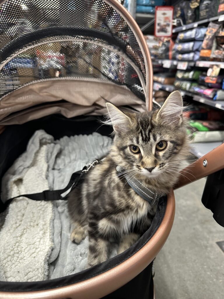 Amazon_Lynx3
