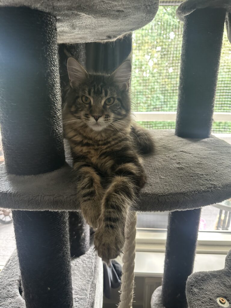 Amazon_Lynx4