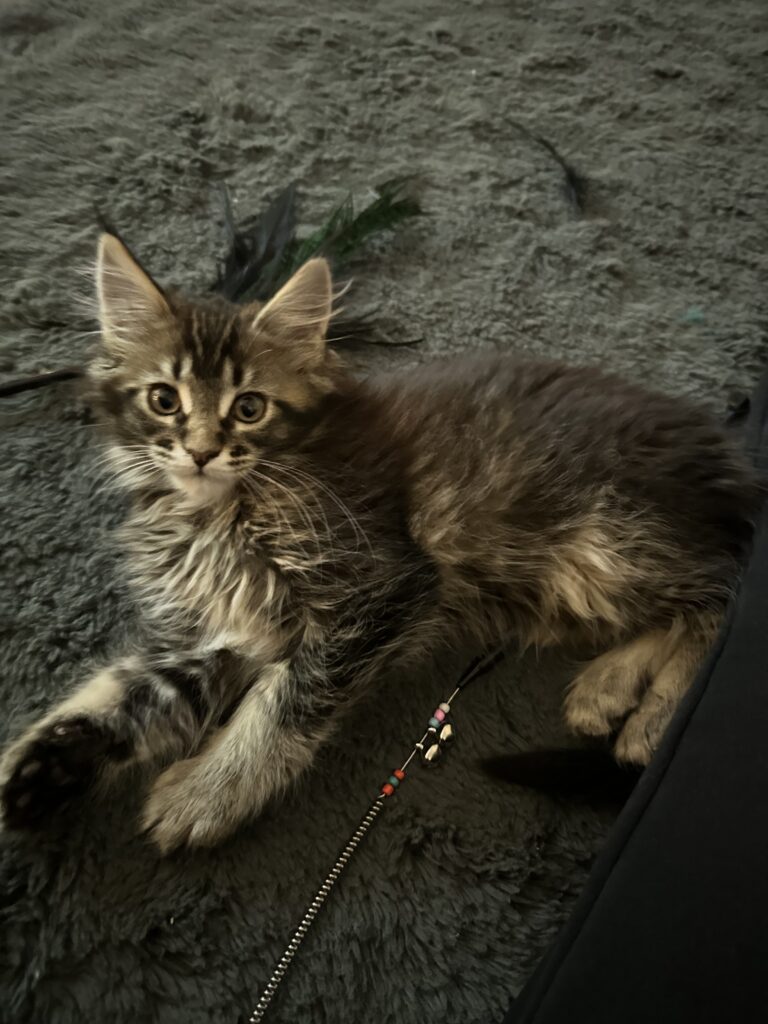 Athena_1